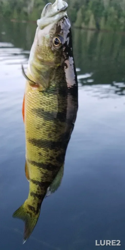 Yellow perch — Lac en Coeur, Jul 14, 2021, 8:46 PM
