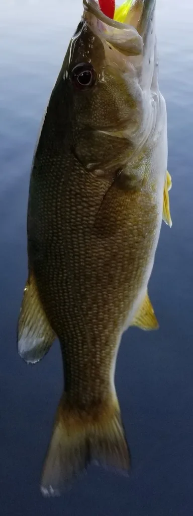Smallmouth bass — Lac en Coeur, Jul 14, 2021