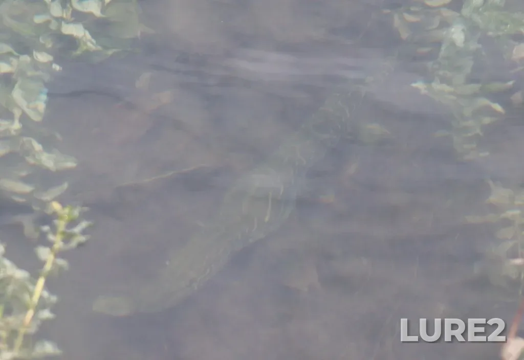 Pike — Clear Lake, Jul 21, 2021, 1:35 PM