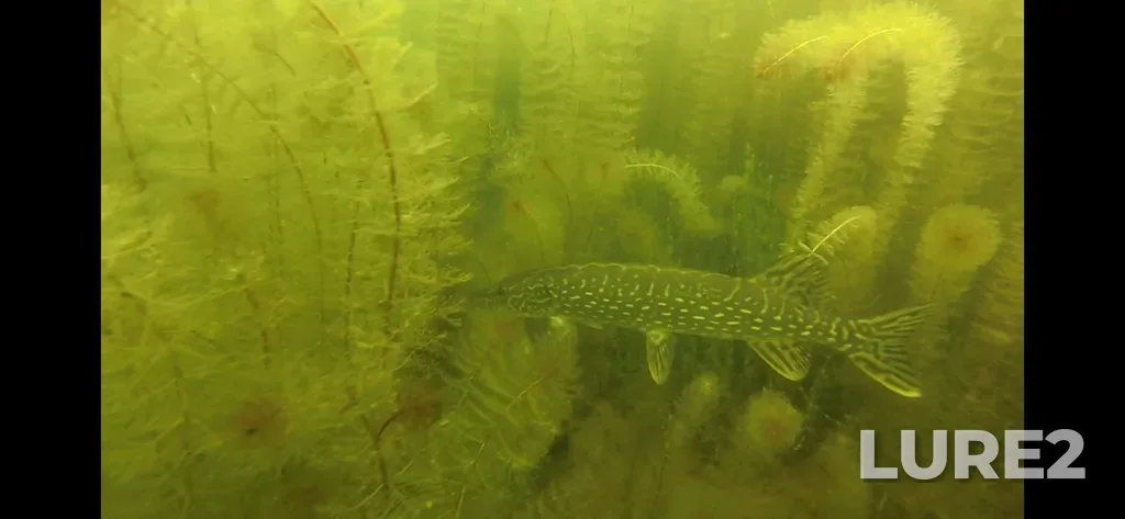 Pike — Gregg Lake, Jul 24, 2021, 2:13 PM