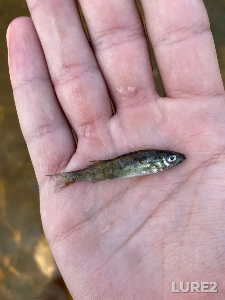 Yellow perch — Canisbay Lake, Jul 26, 2021, 4:30 PM