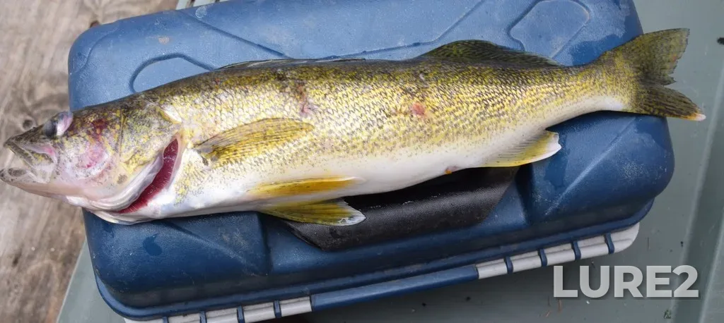Walleye — Lac Roger, Jul 22, 2021, 11:45 AM