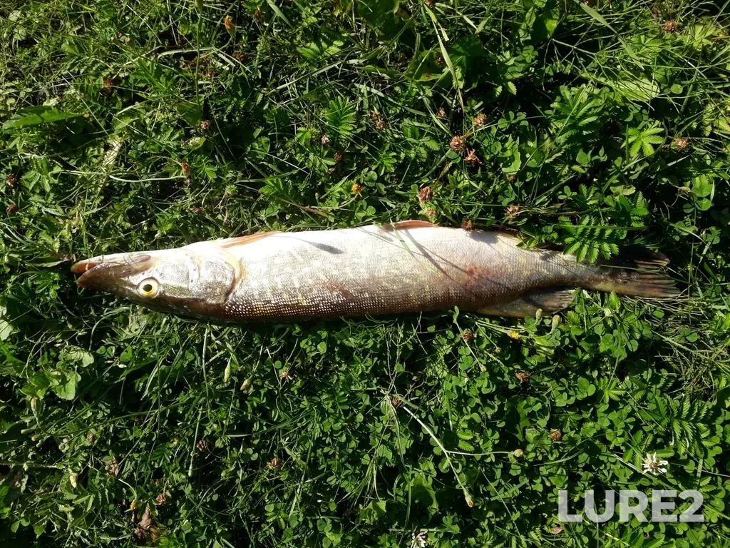 Pike — Pskovskaya obl., Rossiya, 181608, Jul 29, 2021, 5:58 PM