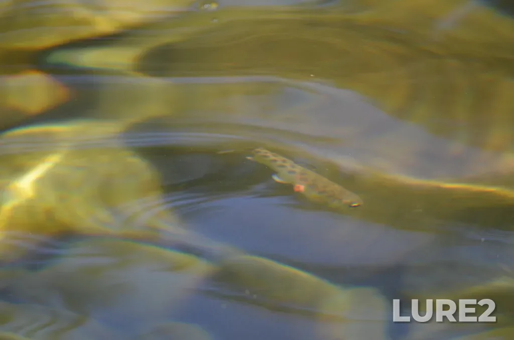 Rainbow trout — Nanaimo River, Jul 24, 2021, 3:21 PM