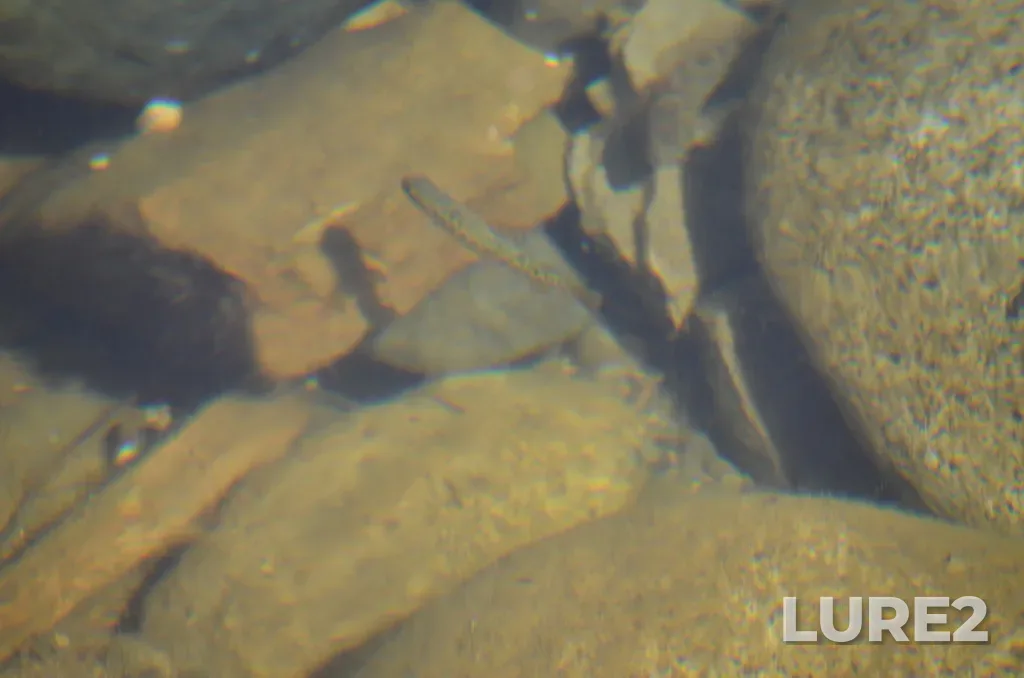 Rainbow trout — Nanaimo River, Jul 24, 2021, 3:23 PM