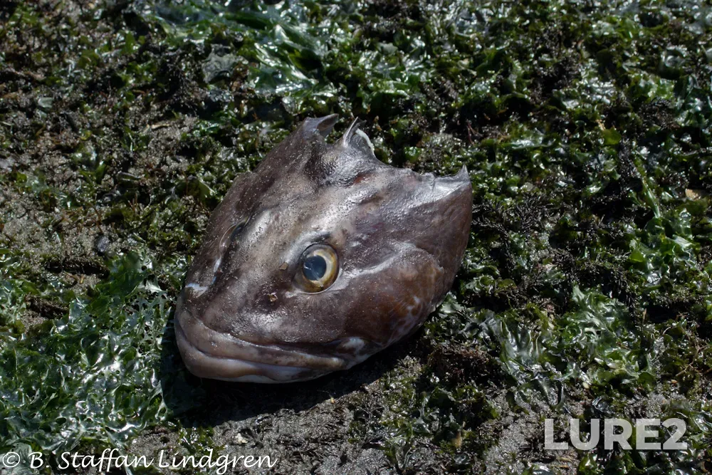 Lingcod — Strait of Georgia, Jul 22, 2021, 10:56 AM