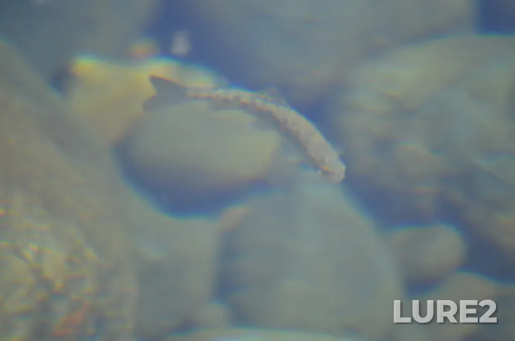 Rainbow trout — Nanaimo River, Jul 25, 2021, 2:07 PM