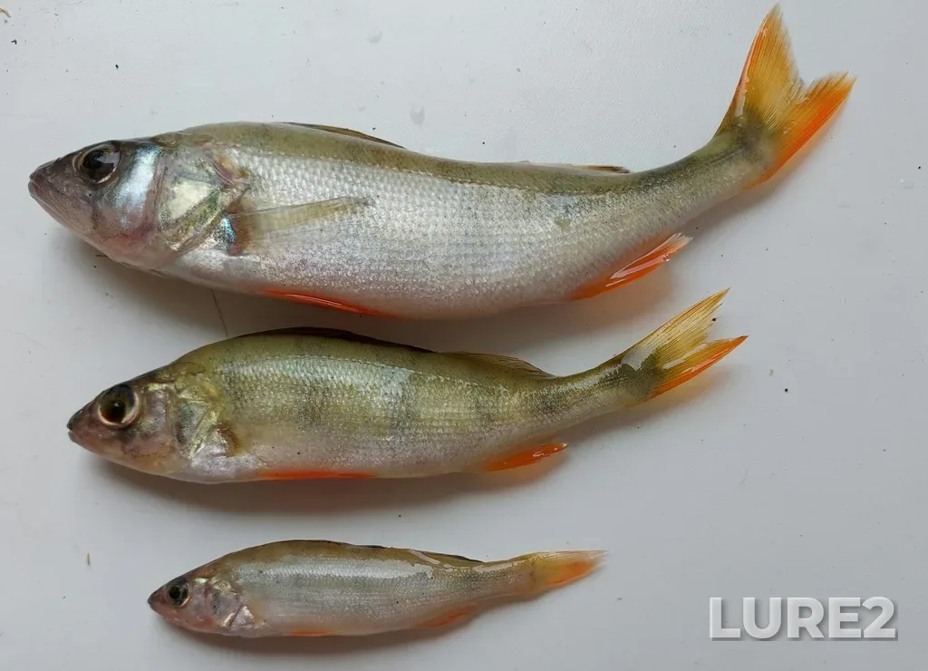 Perch — Kamyshevka, Aug 07, 2021, 12:47 PM