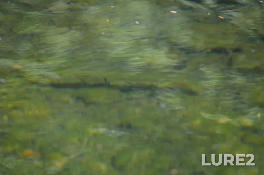 Cutthroat trout — Nanaimo River, Aug 04, 2021, 2:06 PM