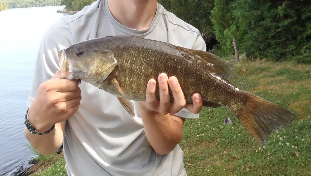 Smallmouth bass — Little Vermilion Lake, Aug 16, 2014