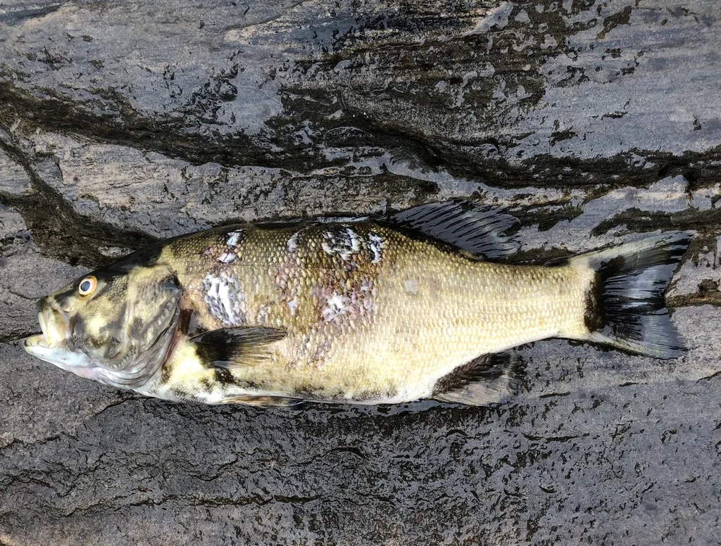 Smallmouth bass — Lake Huron, Aug 8, 2021