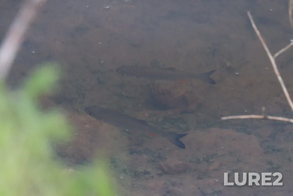 Chub — Cheptsa, Aug 12, 2021, 4:00 PM