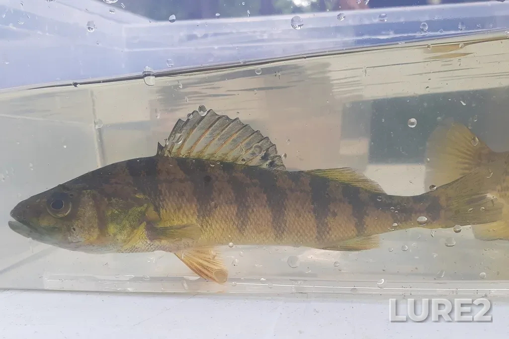 Yellow perch — Grand Lake, Aug 12, 2021, 12:29 PM