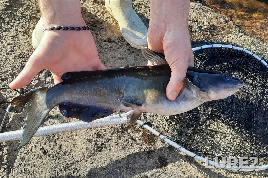 Channel catfish — Lake Travers, Aug 12, 2021, 6:40 PM