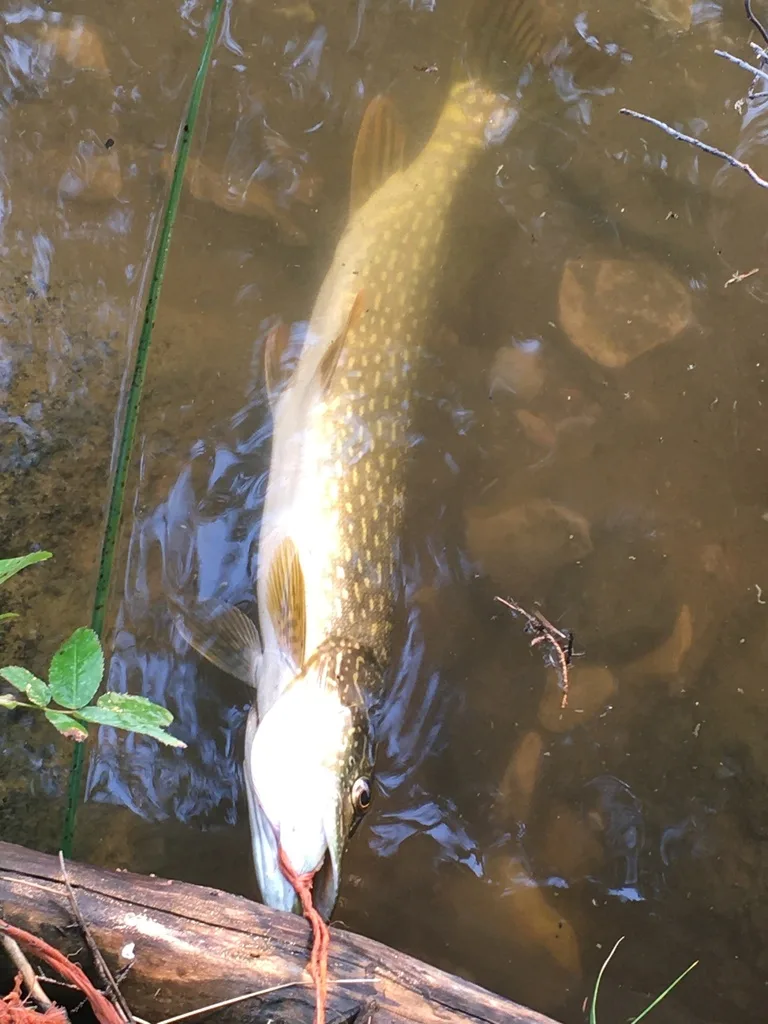 Pike — Tie Lake, Aug 14, 2021