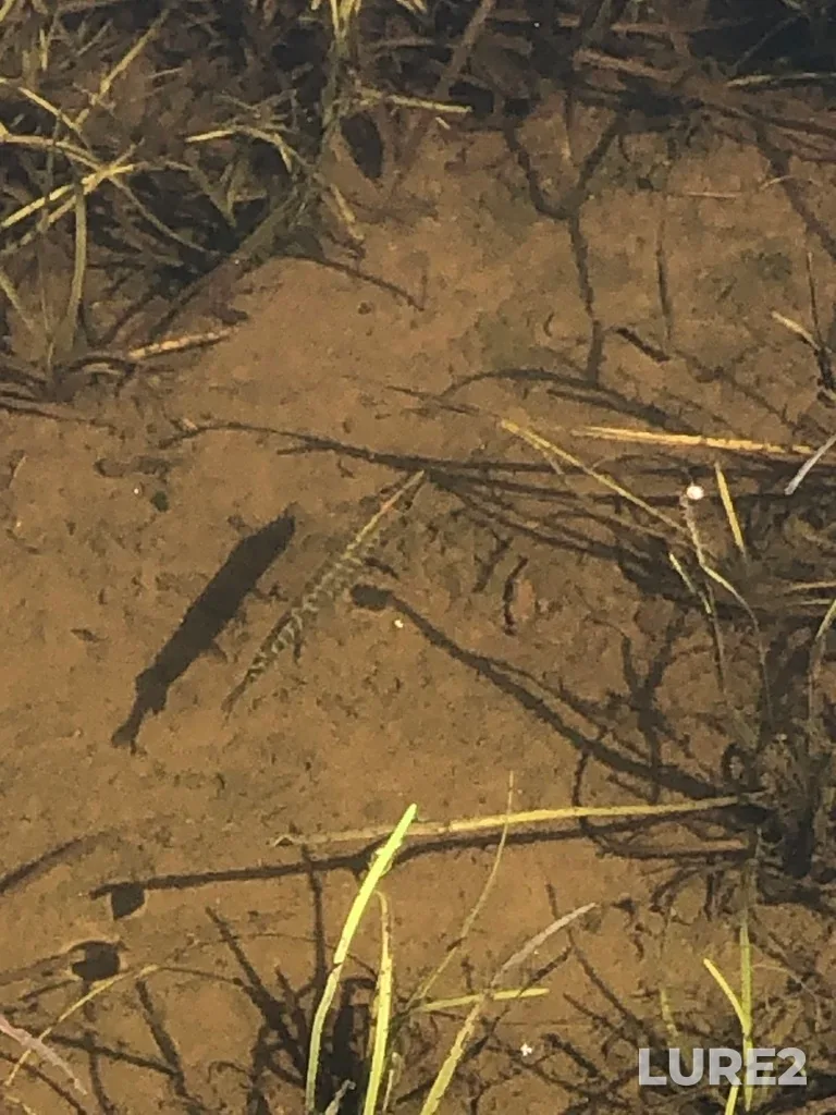 Pike — Valentine River, Aug 15, 2021, 12:03 PM