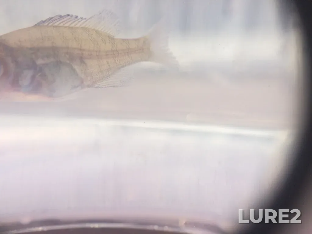 Bluegill — Lac des Îles, Aug 16, 2021, 11:42 AM
