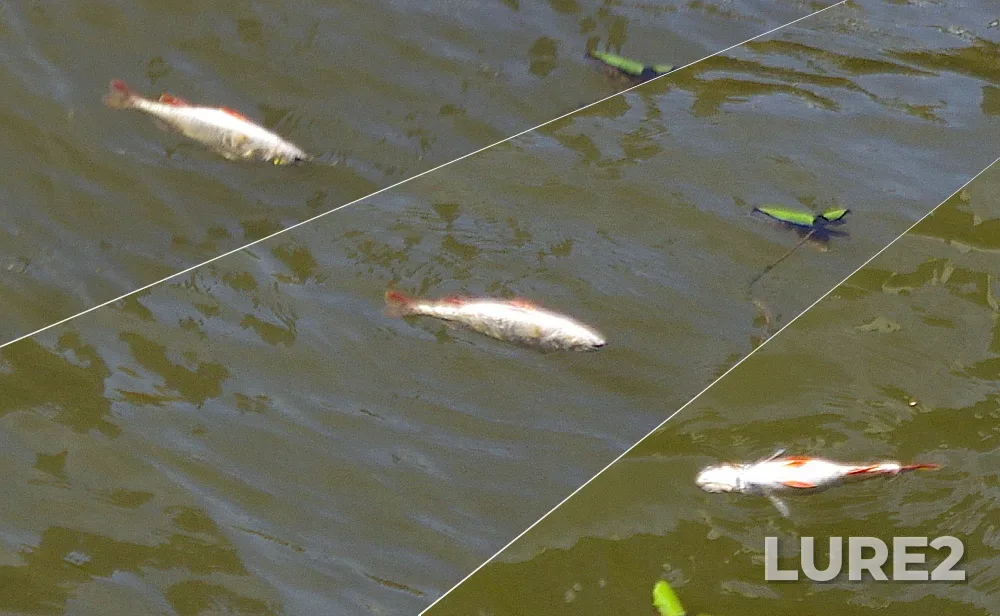 Perch — Vodootvodnyy kanal, Aug 15, 2021, 12:38 PM