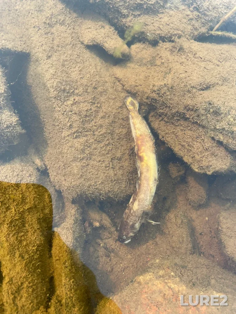 Burbot — Mattagami River, Aug 18, 2021, 5:35 PM