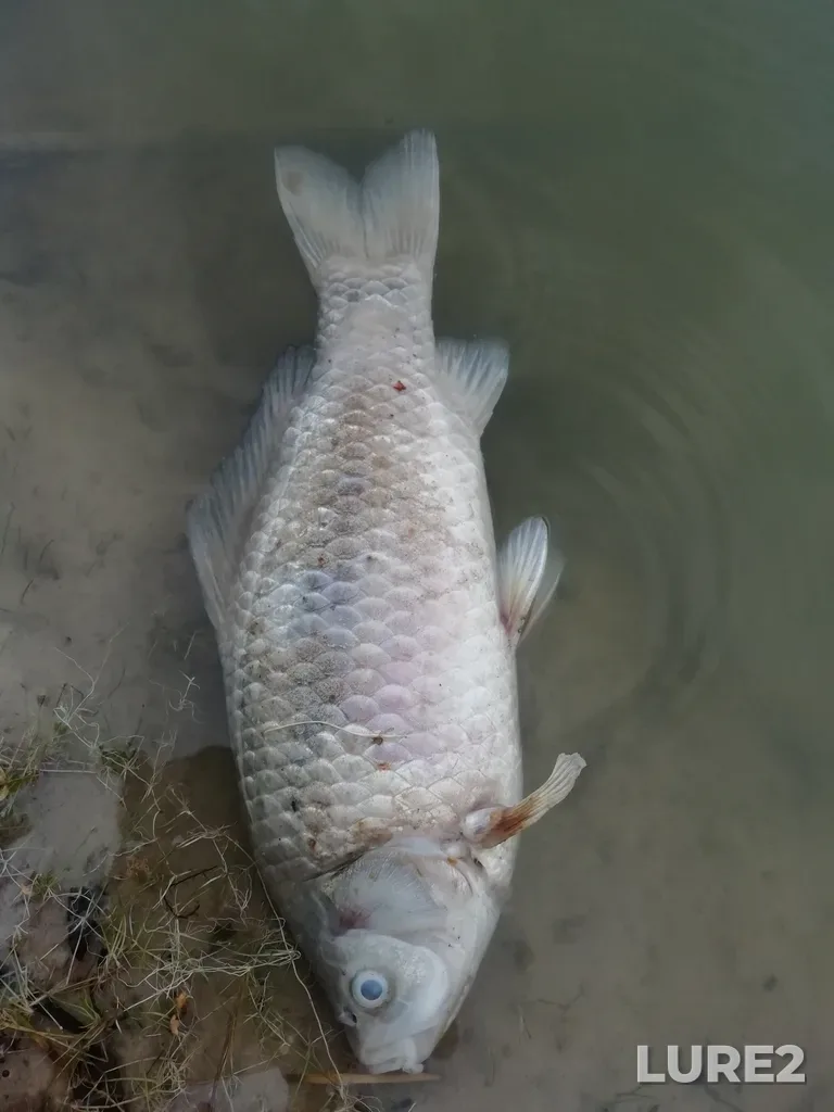 Crucian carp — Chistoye, Aug 20, 2021, 7:05 PM