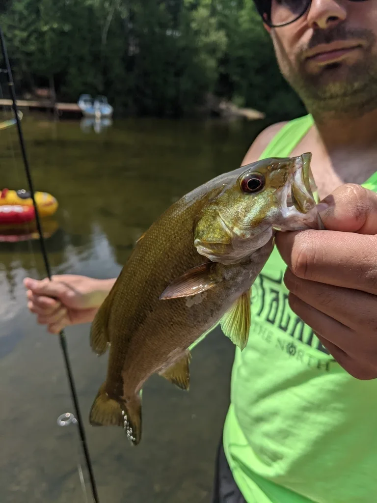 Smallmouth bass — Upper Island Lake, Aug 21, 2021
