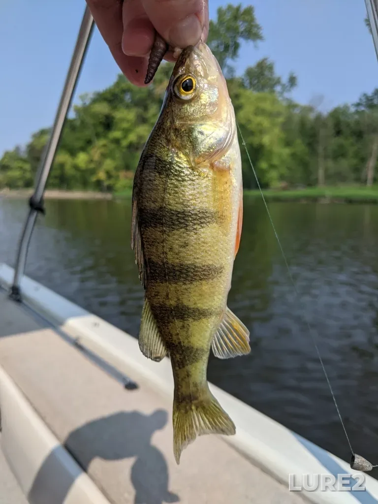 Yellow perch — Rivière des Mille Îles, Aug 21, 2021, 11:08 AM