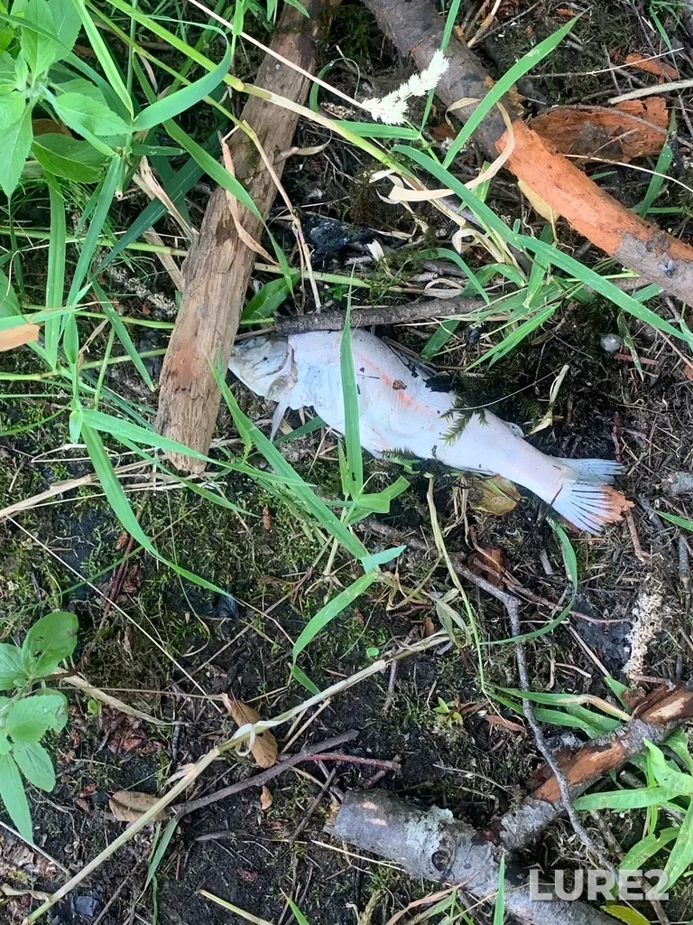 Rainbow trout — Fuller Lake, Jul 05, 2021, 10:01 AM