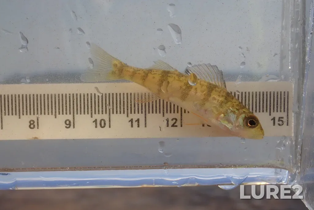 Yellow perch — Lac des Mille Lacs, Aug 23, 2021, 2:57 PM