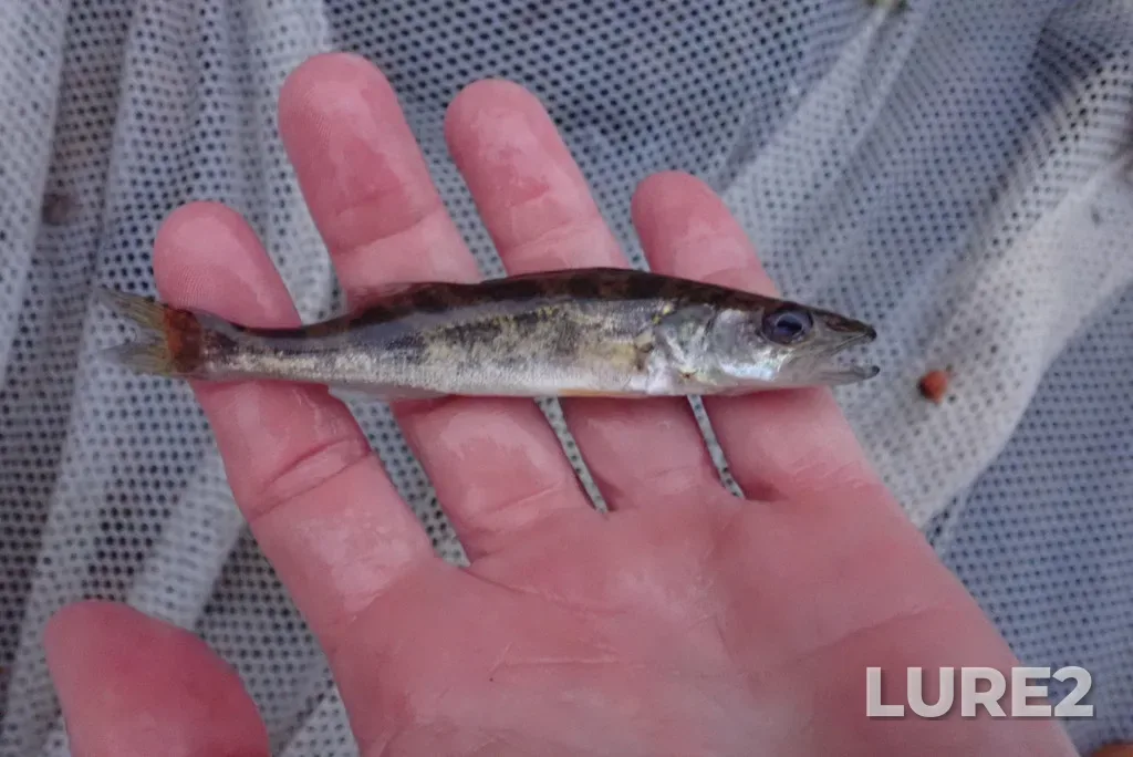 Walleye — Lac des Mille Lacs, Aug 23, 2021, 9:19 PM