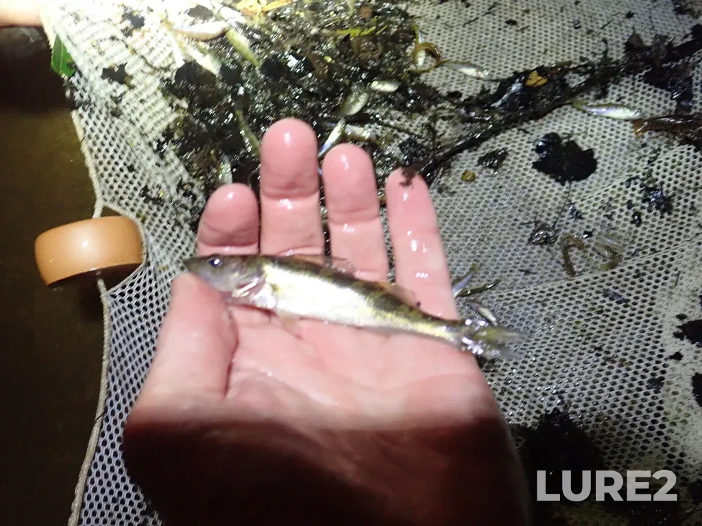 Walleye — Lac des Mille Lacs, Aug 23, 2021, 9:45 PM