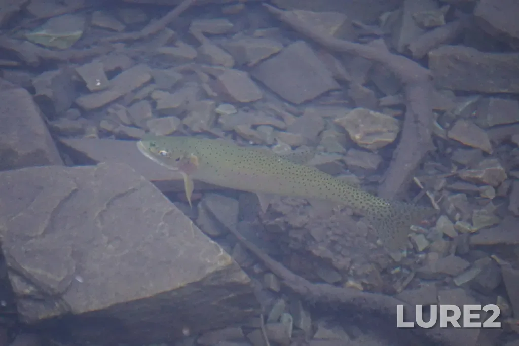 Cutthroat trout — Crypt Lake, Aug 24, 2021, 6:26 PM
