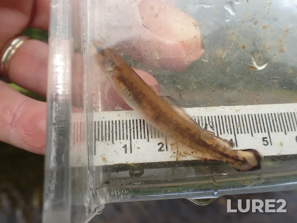 Burbot — Boulevard Lake, Aug 26, 2021, 11:07 AM