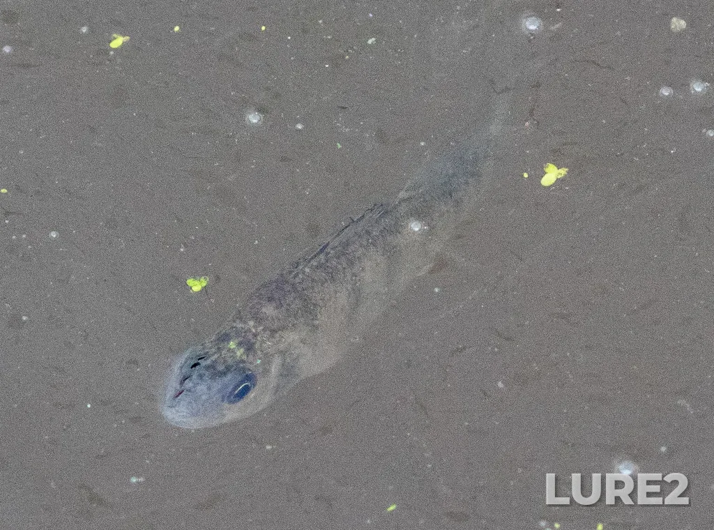Yellow perch — East Cove Pond, Aug 27, 2021, 10:42 AM