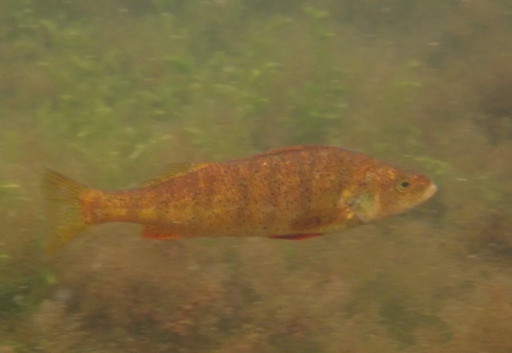 Yellow perch — Purdy Lake, Jul 15, 2012