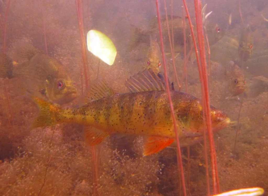 Yellow perch — Purdy Lake, Jul 17, 2012