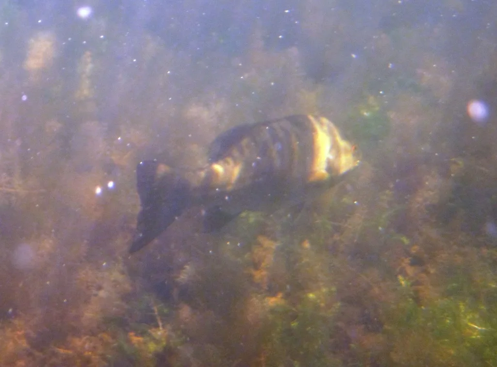 Smallmouth bass — Purdy Lake, Jul 20, 2012