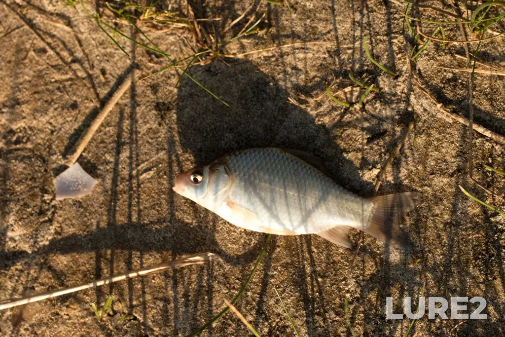 Crucian carp — Shemley, Aug 28, 2021, 5:27 PM