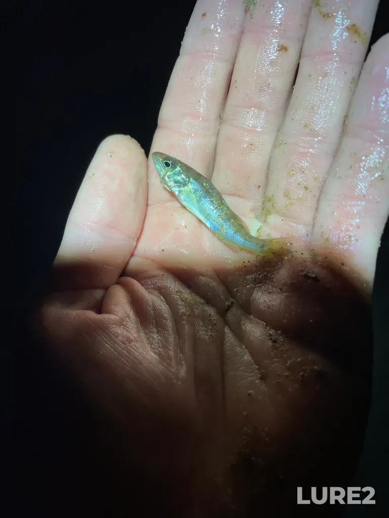 Yellow perch — Island Lake, Aug 27, 2021, 12:02 AM