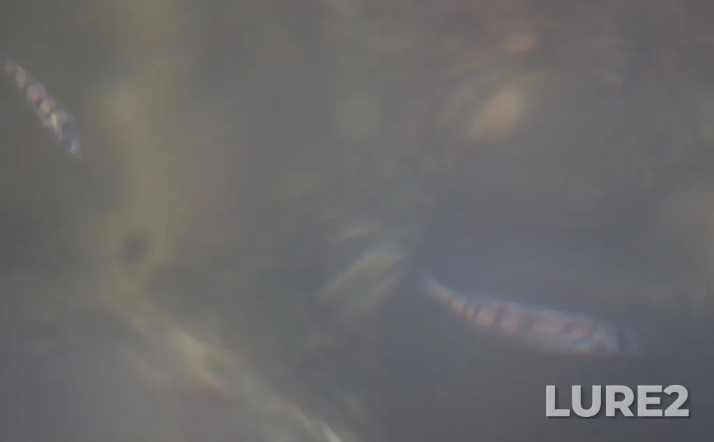 Yellow perch — Clear Lake, Aug 26, 2021, 1:24 PM