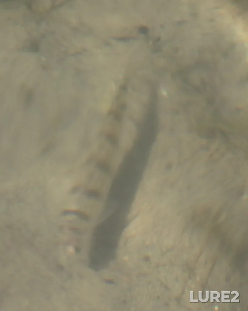 Yellow perch — Clear Lake, Aug 26, 2021, 2:08 PM