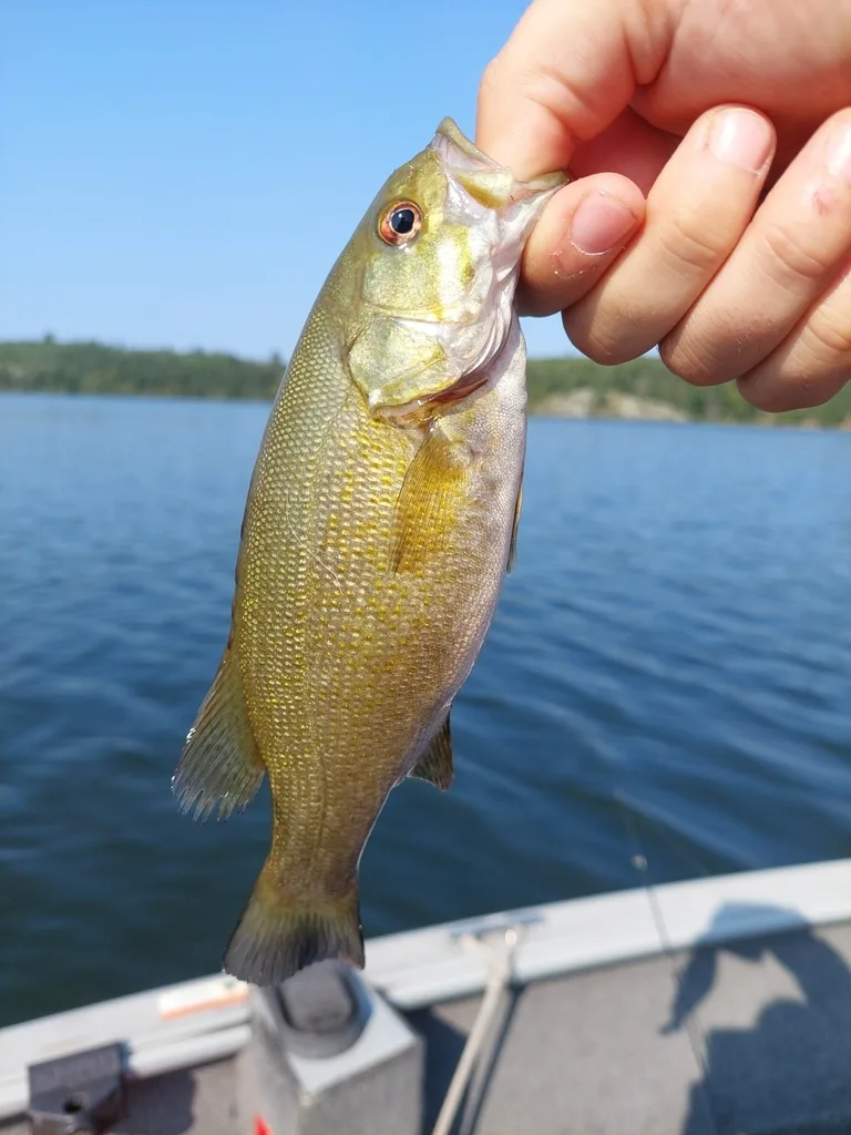 Smallmouth bass — Shoal Lake, Sep 1, 2021