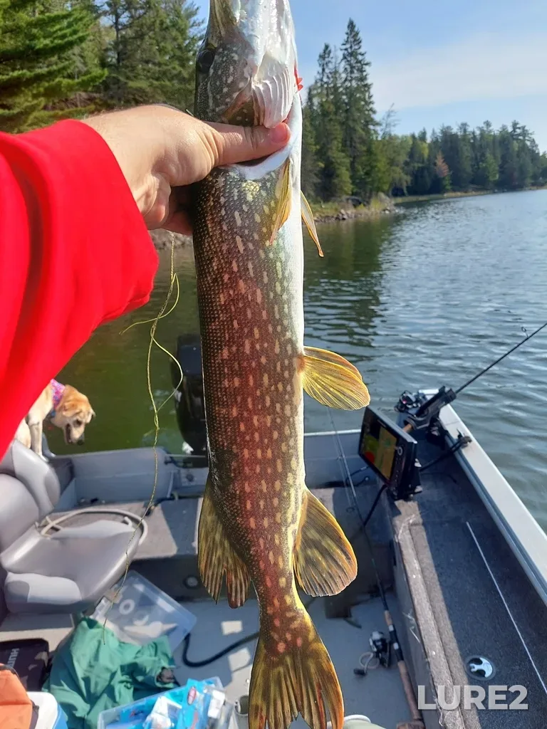 Pike — Shoal Lake, Sep 01, 2021, 10:28 AM