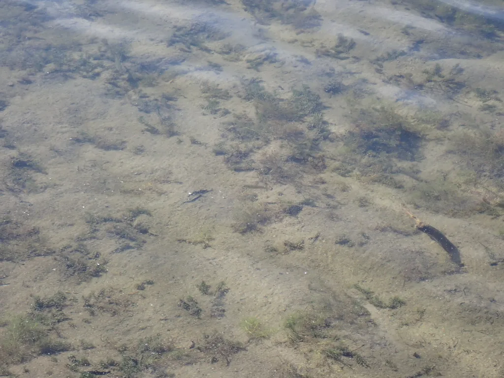 Smallmouth bass — Spider Lake, Sep 2, 2021