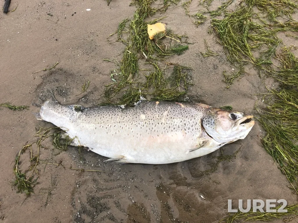 Brown trout — Lake Erie, Sep 3, 2021