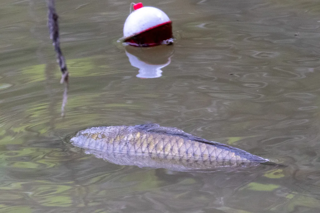 Carp — South Cove Pond, Sep 4, 2021
