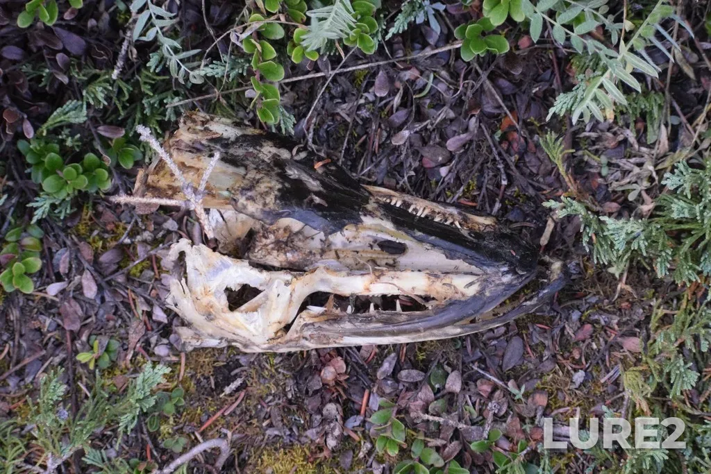 Pike — Yukon River, Sep 08, 2021, 6:49 PM