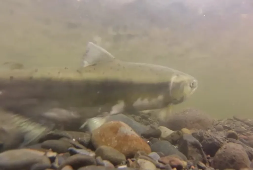 Pink salmon — Thompson River, Sep 10, 2021