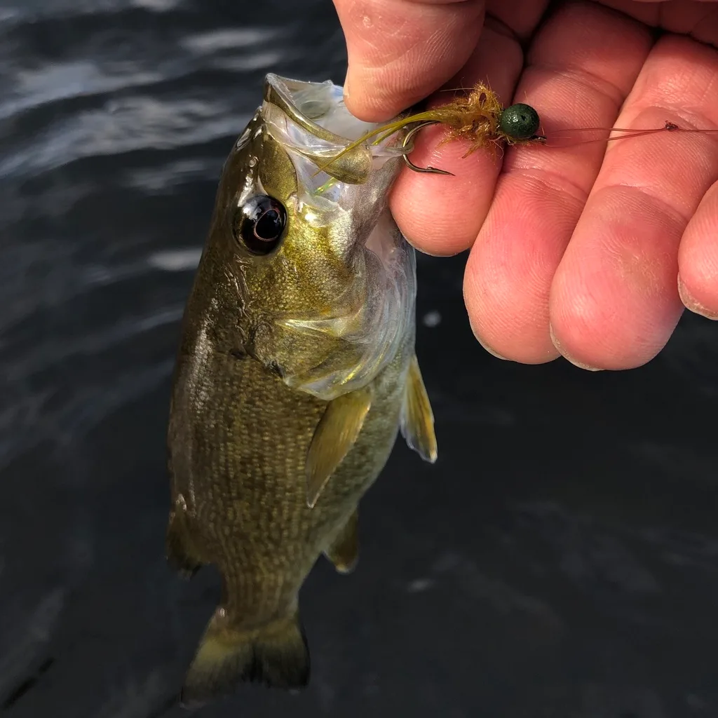 Smallmouth bass — Fancy Lake, Aug 28, 2021