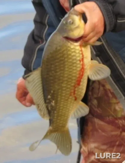 Carp — Syzgi, Sep 12, 2021, 9:07 AM