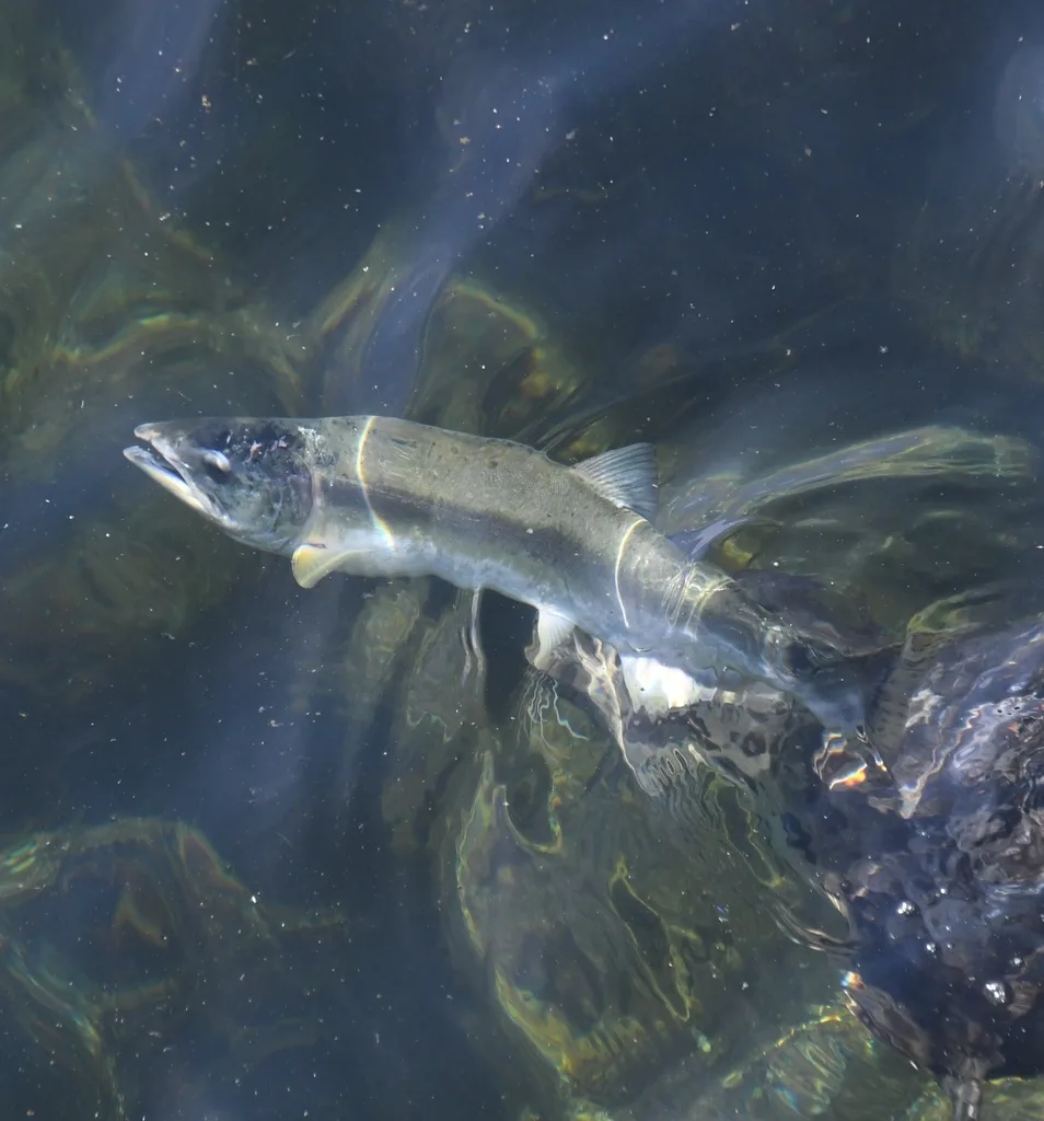 Pink salmon — Horseshoe Bay, Sep 12, 2021